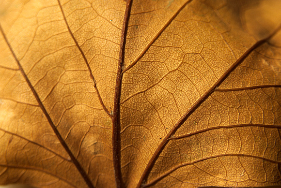 Leaves-1